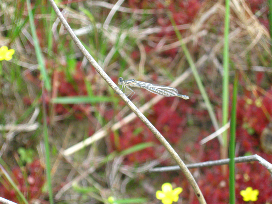 Hoe heet deze Juffer ?